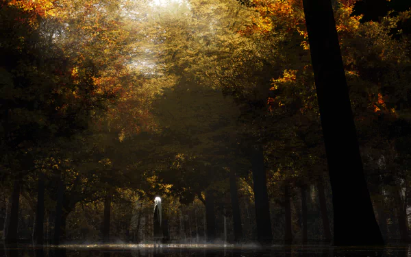 HD anime desktop wallpaper featuring a mystical forest scene with tall trees and dappled sunlight.