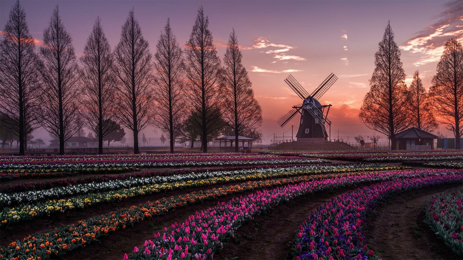 HD wallpaper of a serene garden at sunset, featuring rows of colorful tulips, a classic windmill, and tall, slender trees lining the horizon.