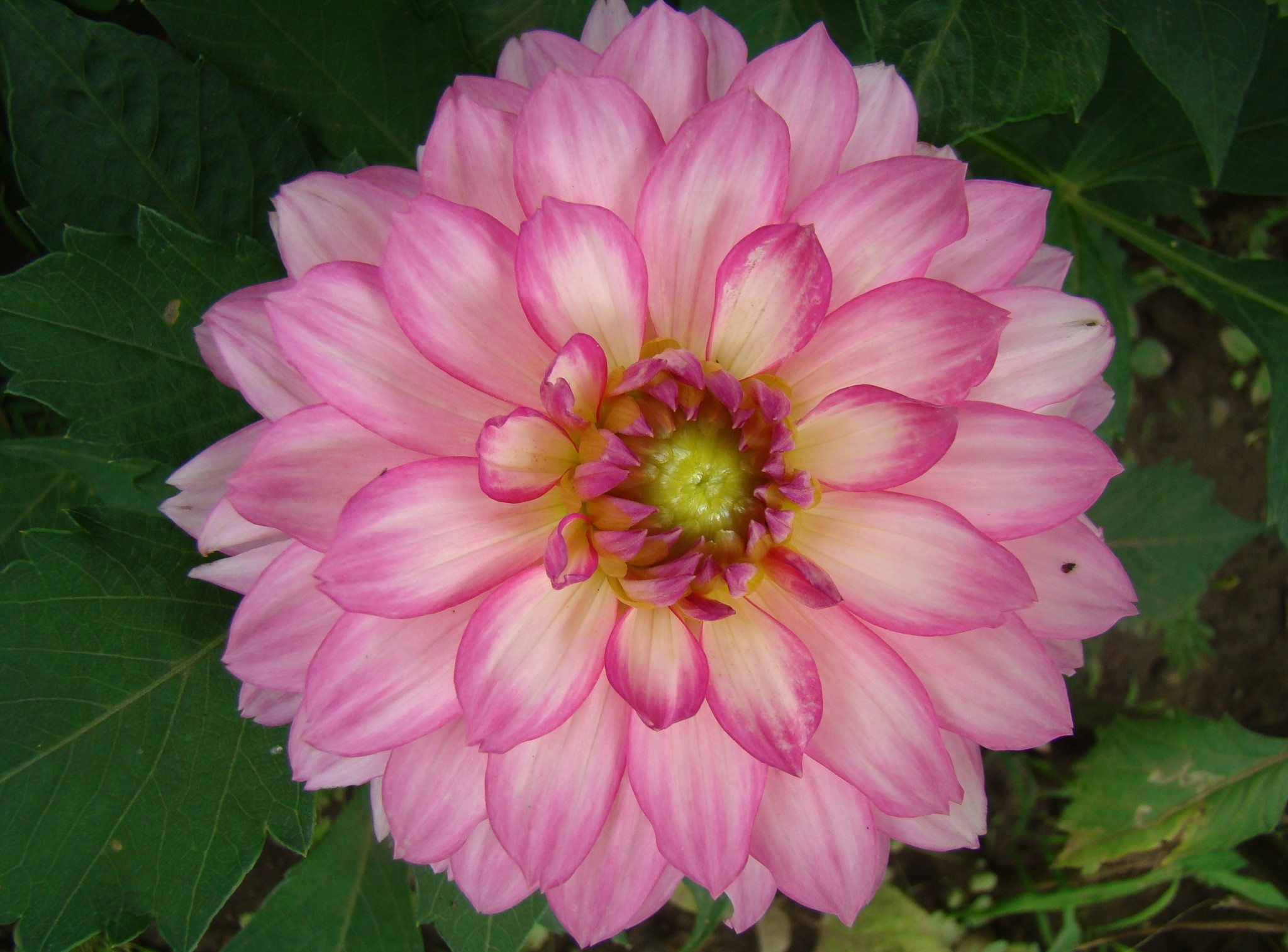 Nature Dahlia HD Wallpaper