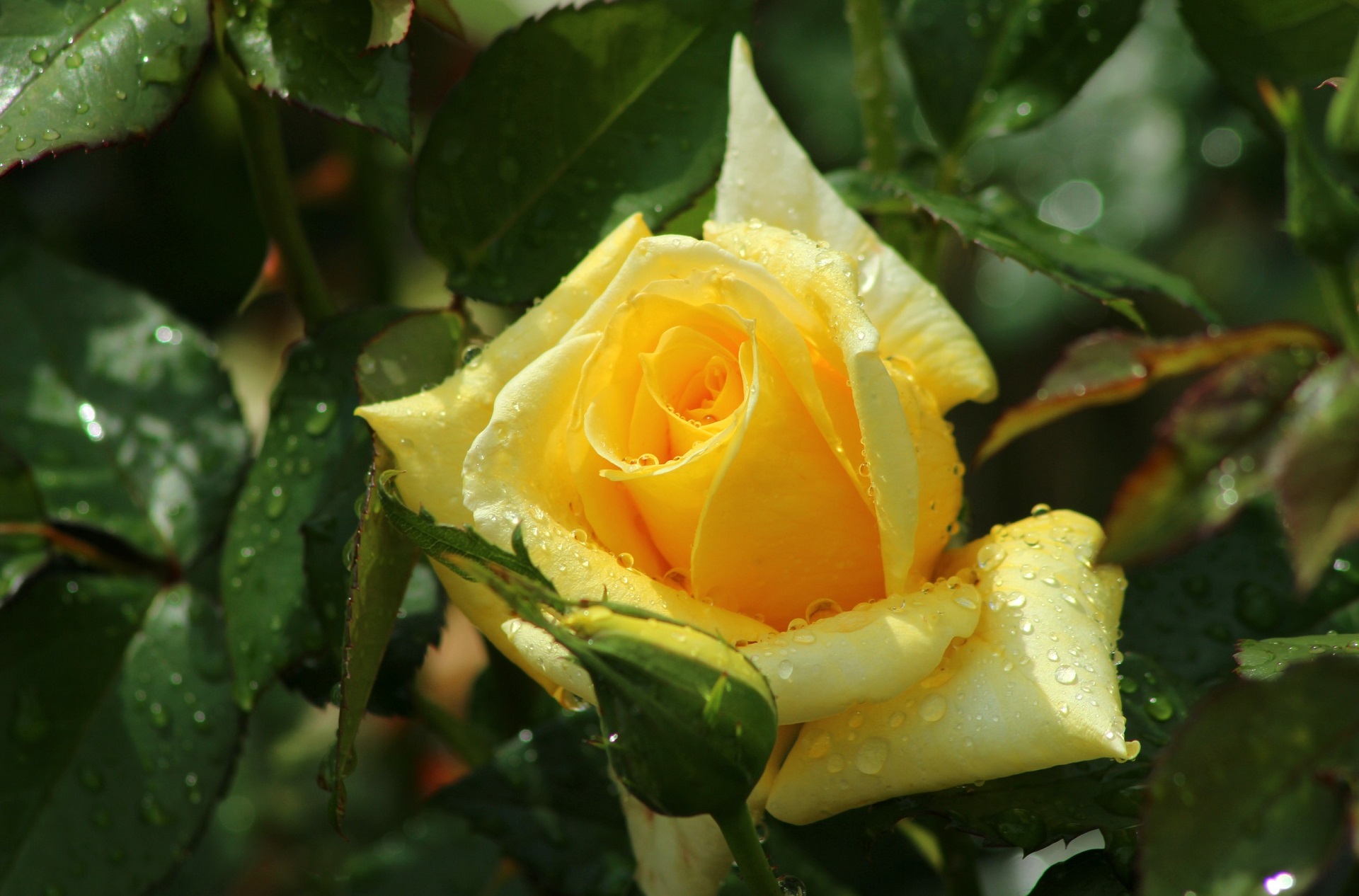 Download Water Drop Nature Rose HD Wallpaper, image size:1920x1266