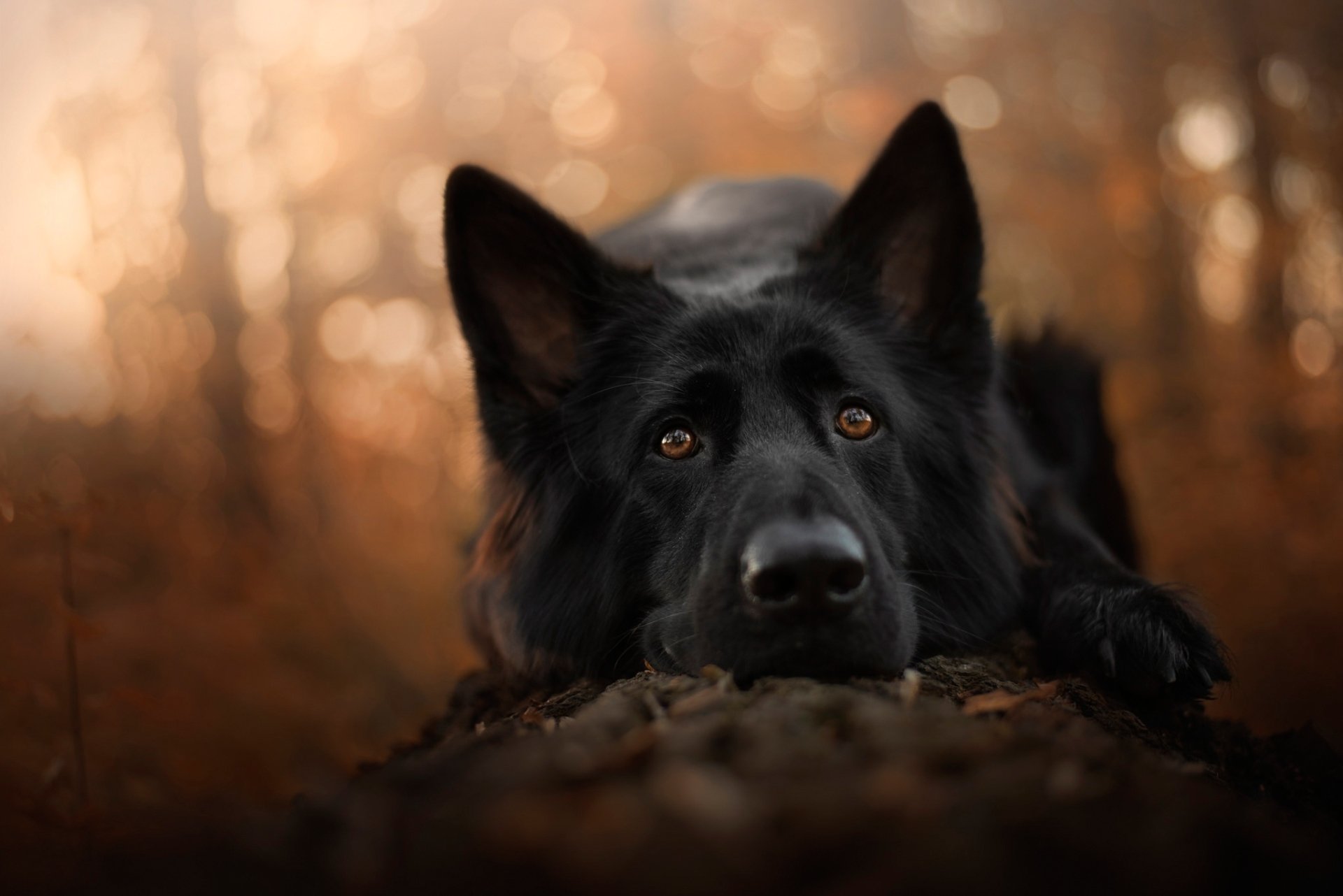 Download Dog Animal German Shepherd  HD Wallpaper