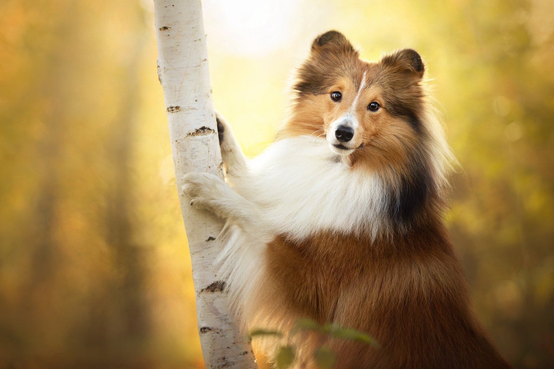 Download Dog Animal Shetland Sheepdog HD Wallpaper by Wolfskuss