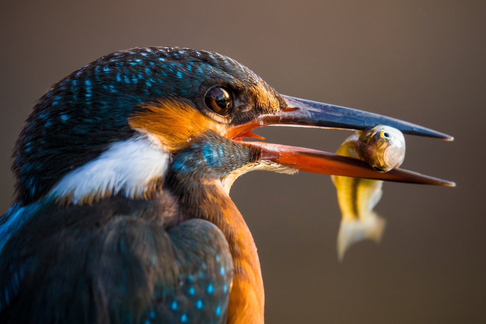 Download Macro Bird Animal Kingfisher HD Wallpaper