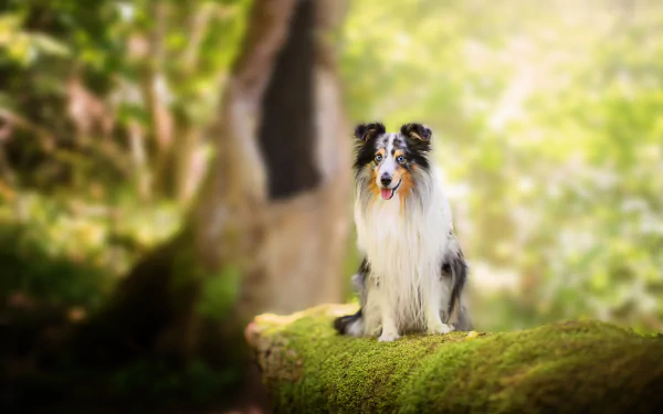 Shetland sheepdog sitting on a mossy log in a sunlit forest — 2K Quad HD PC desktop wallpaper of a dog (animal) with a soft bokeh background.