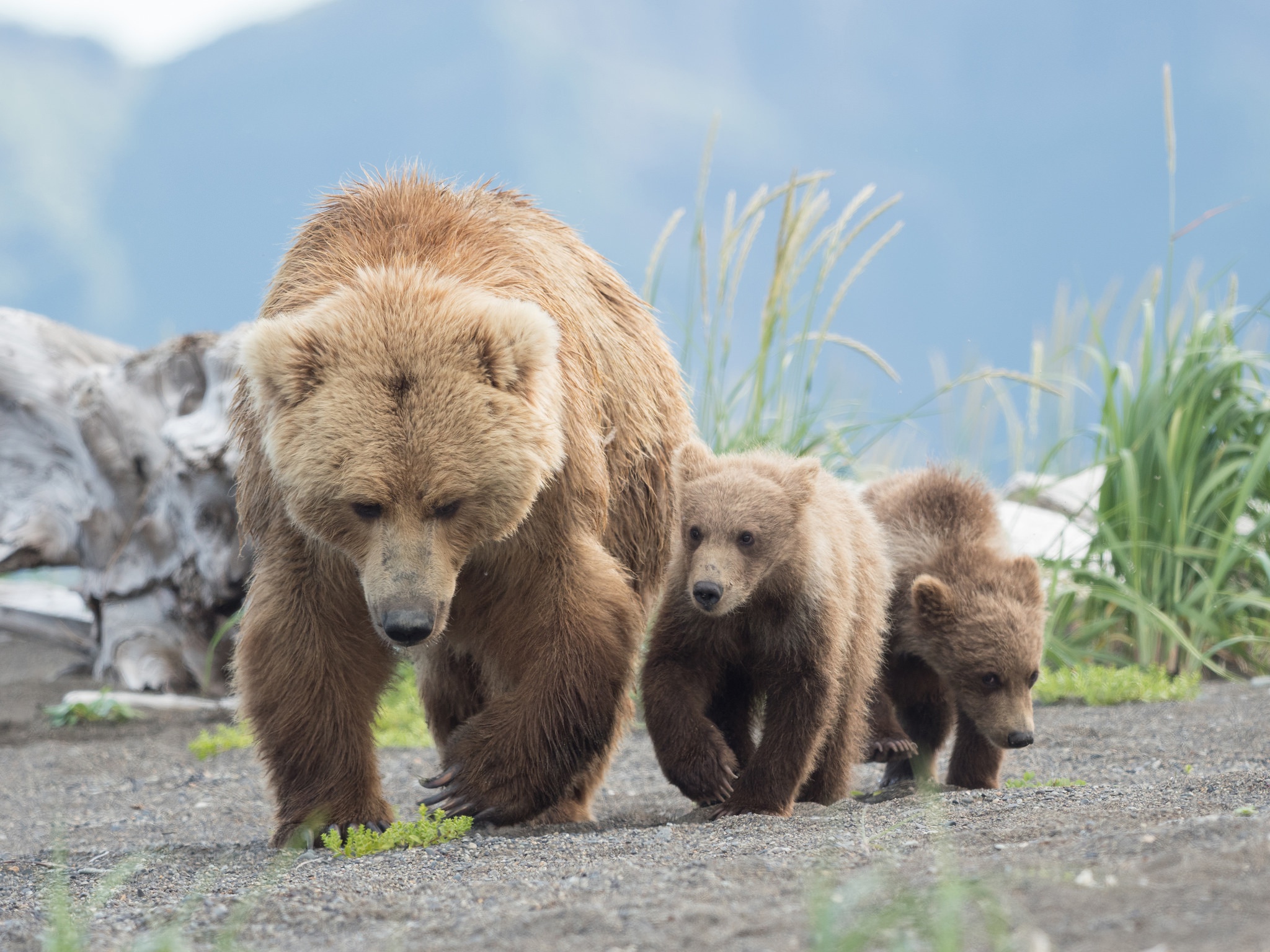 Mama bear and two bear cubs