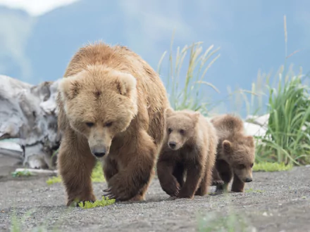  Mama bear and two bear cubs