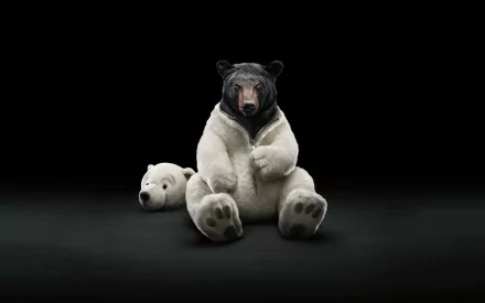 costume bear funny Animal HD Desktop Wallpaper | Background Image