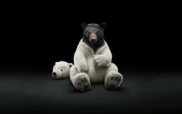 costume bear funny Animal HD Desktop Wallpaper | Background Image
