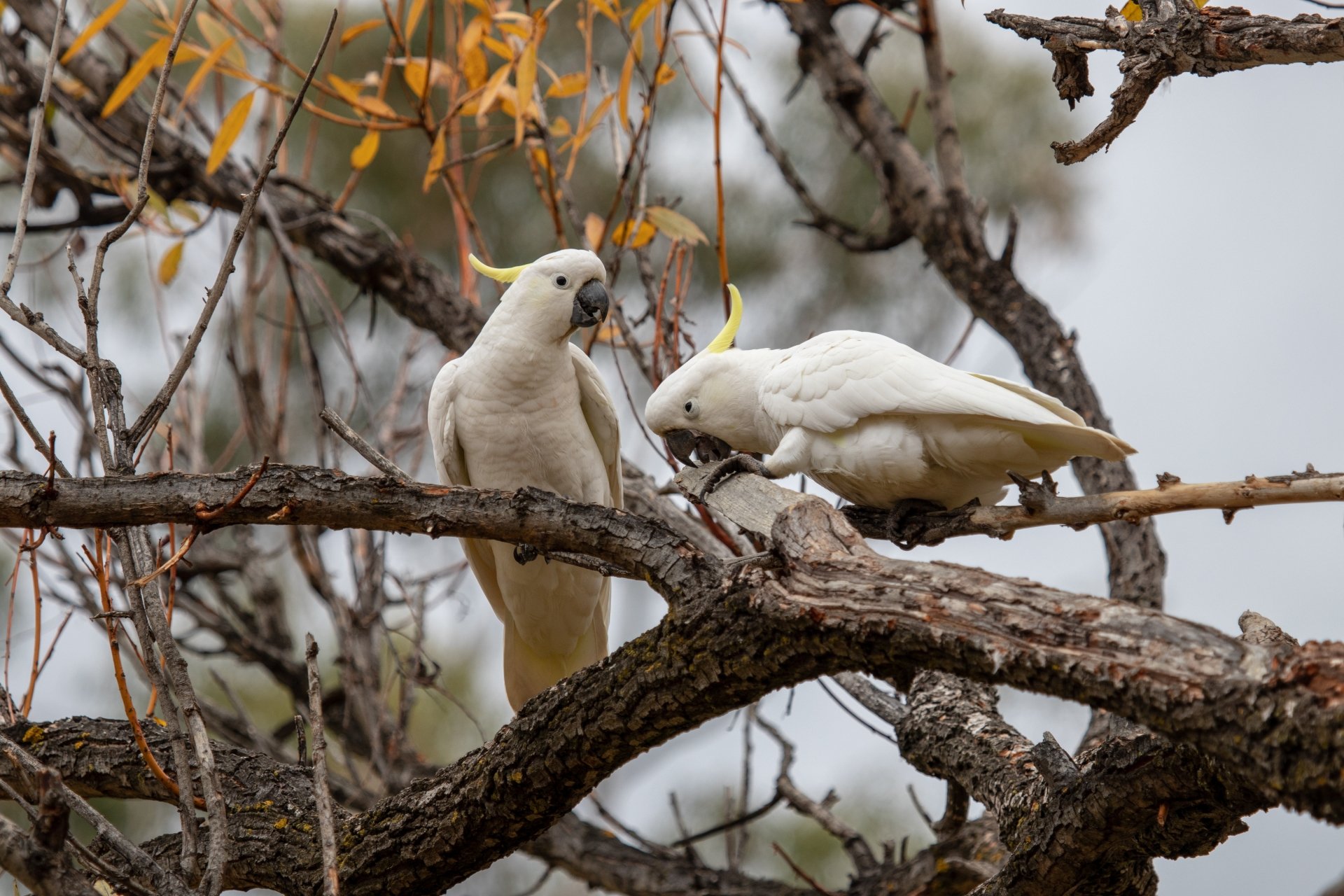 Download Parrot Bird Cockatoo Animal Sulphur-crested Cockatoo 4k Ultra HD Wallpaper