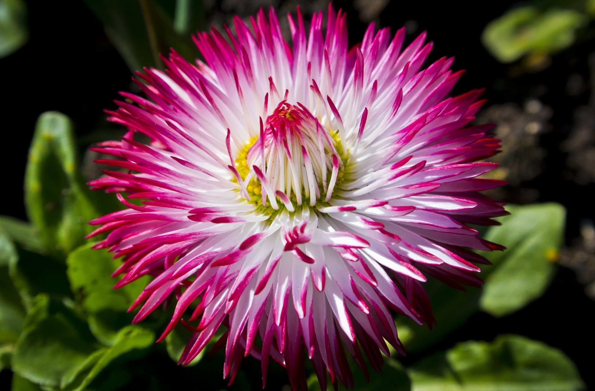 Download Nature Dahlia HD Wallpaper