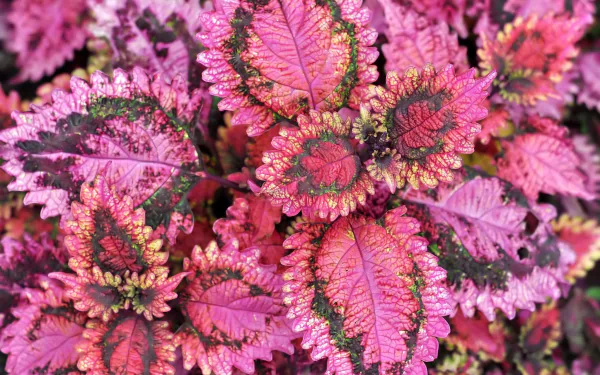coleus nature plant HD Desktop Wallpaper | Background Image