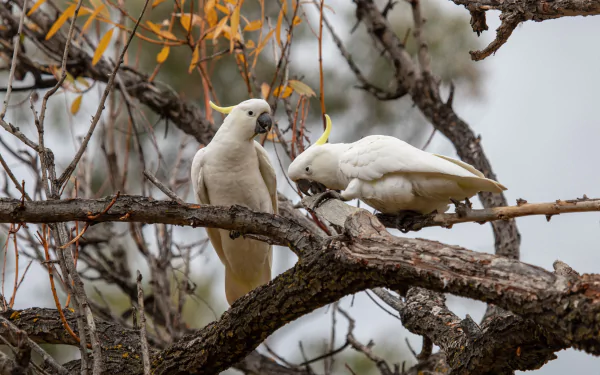 parrot bird cockatoo Animal Sulphur-crested cockatoo HD Desktop Wallpaper | Background Image