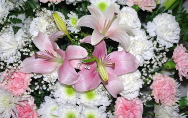 Earth Flower Flowers Bouquet Carnation HD Wallpaper | Background Image