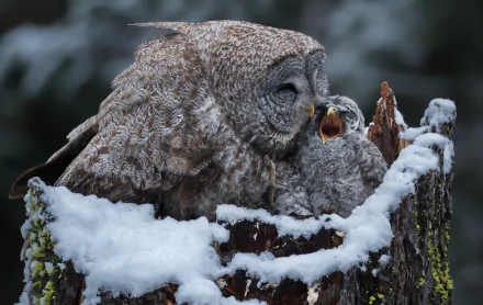 Close-up of a barred owl and its baby nestled together on a snow-covered tree stump, captured in HD as a stunning wildlife desktop wallpaper.