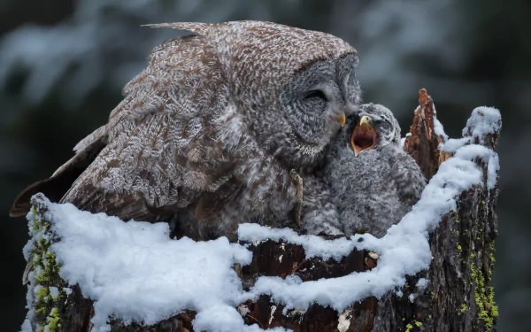 Close-up of a barred owl and its baby nestled together on a snow-covered tree stump, captured in HD as a stunning wildlife desktop wallpaper.