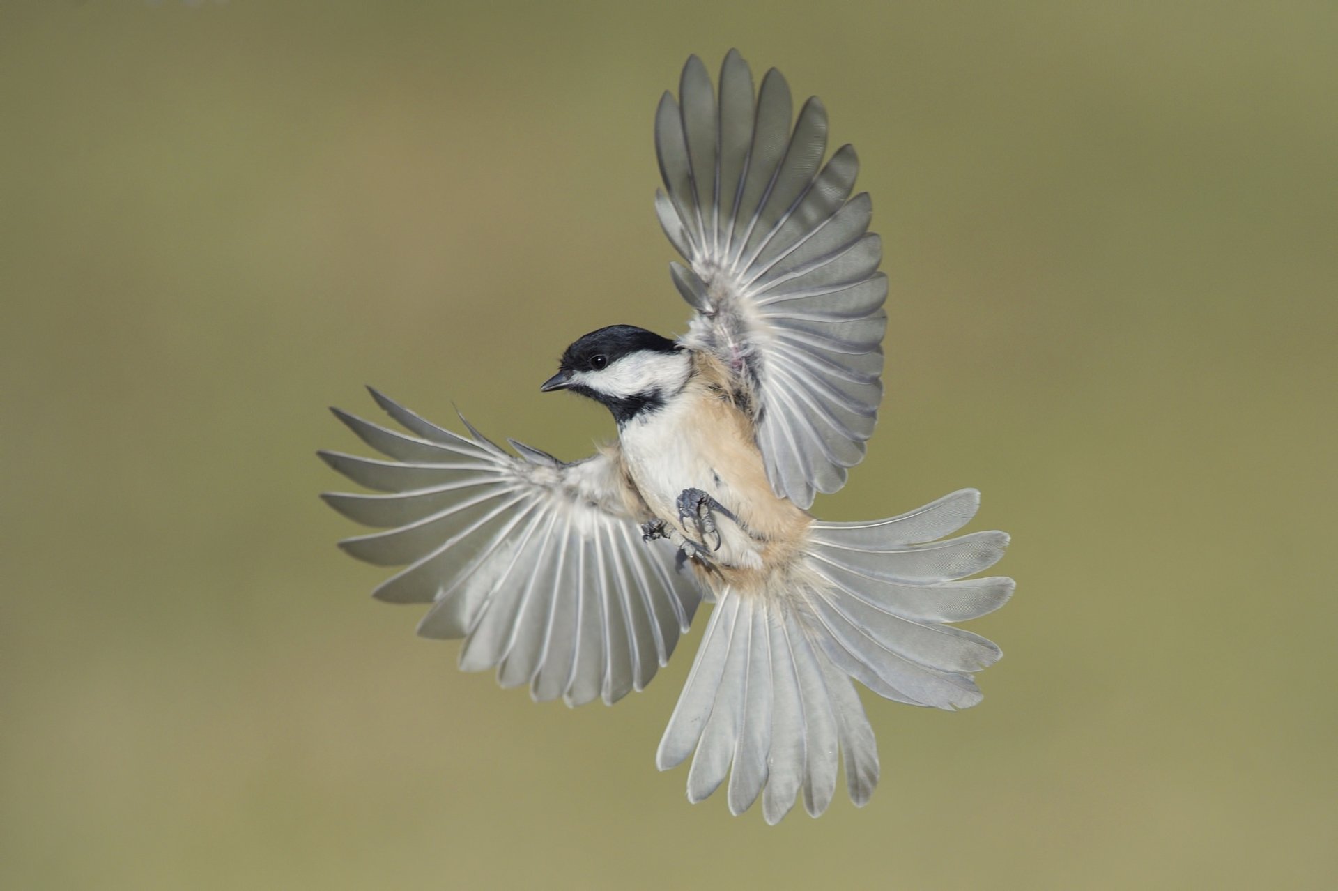 Animal Titmouse HD Wallpaper