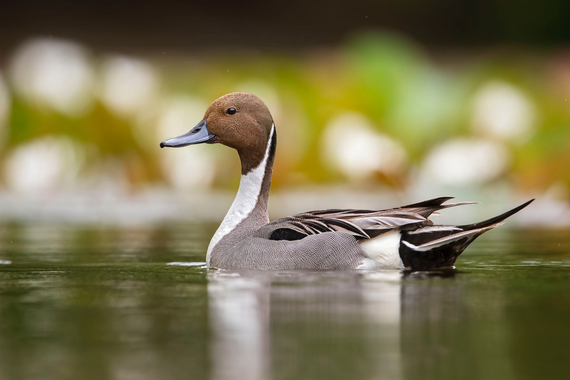 Download Bird Animal Duck HD Wallpaper