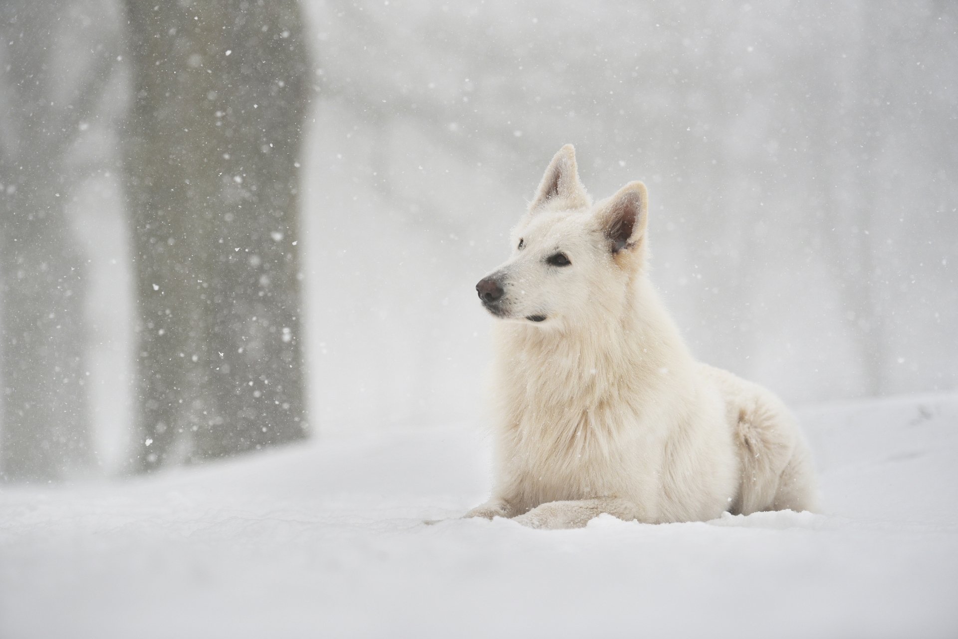A Berger Blanc Suisse dog resting in deep snow during a gentle winter snowfall, captured in stunning 4K Ultra HD detail.