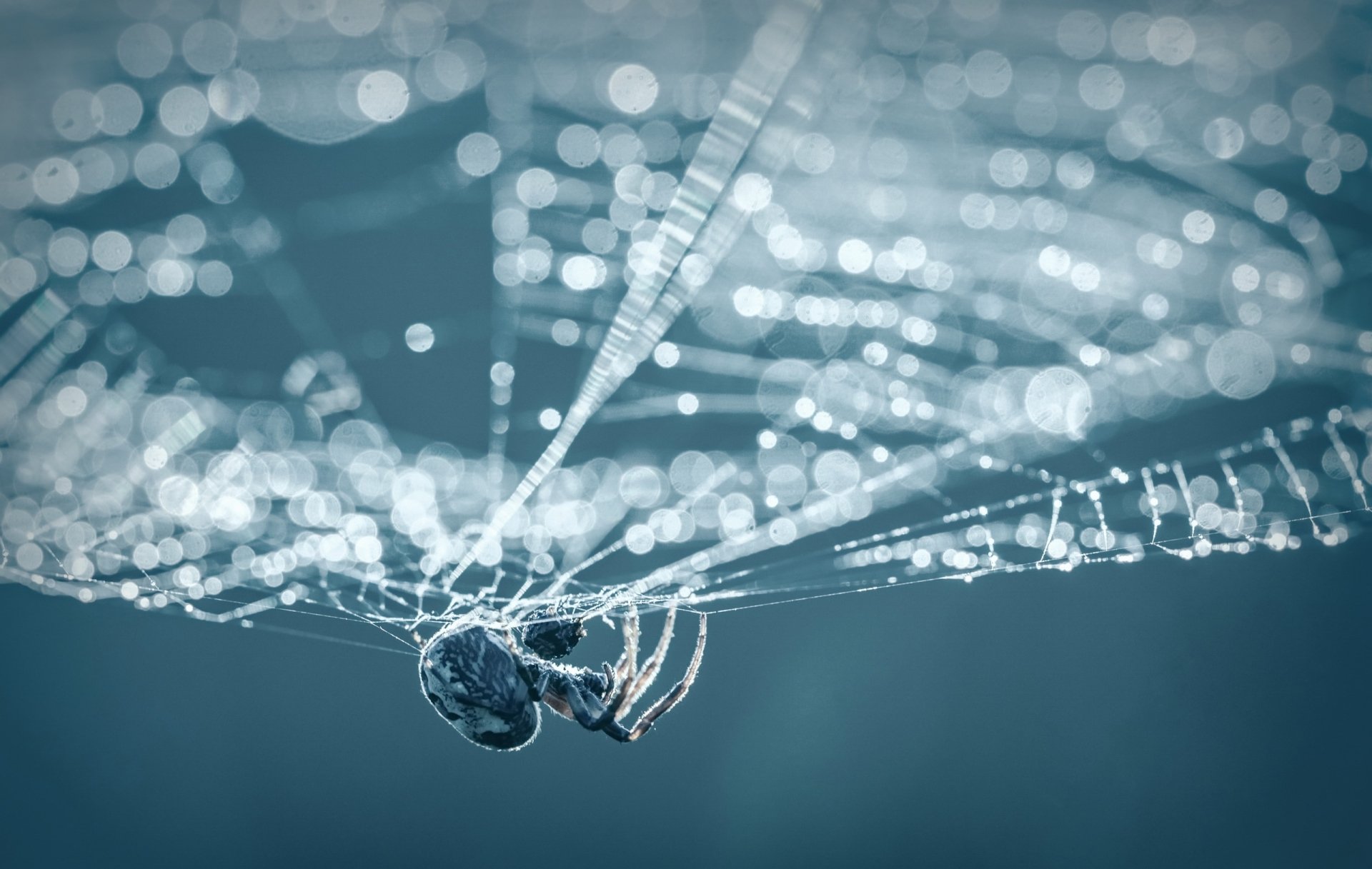 Download Spider Web Macro Animal Spider HD Wallpaper
