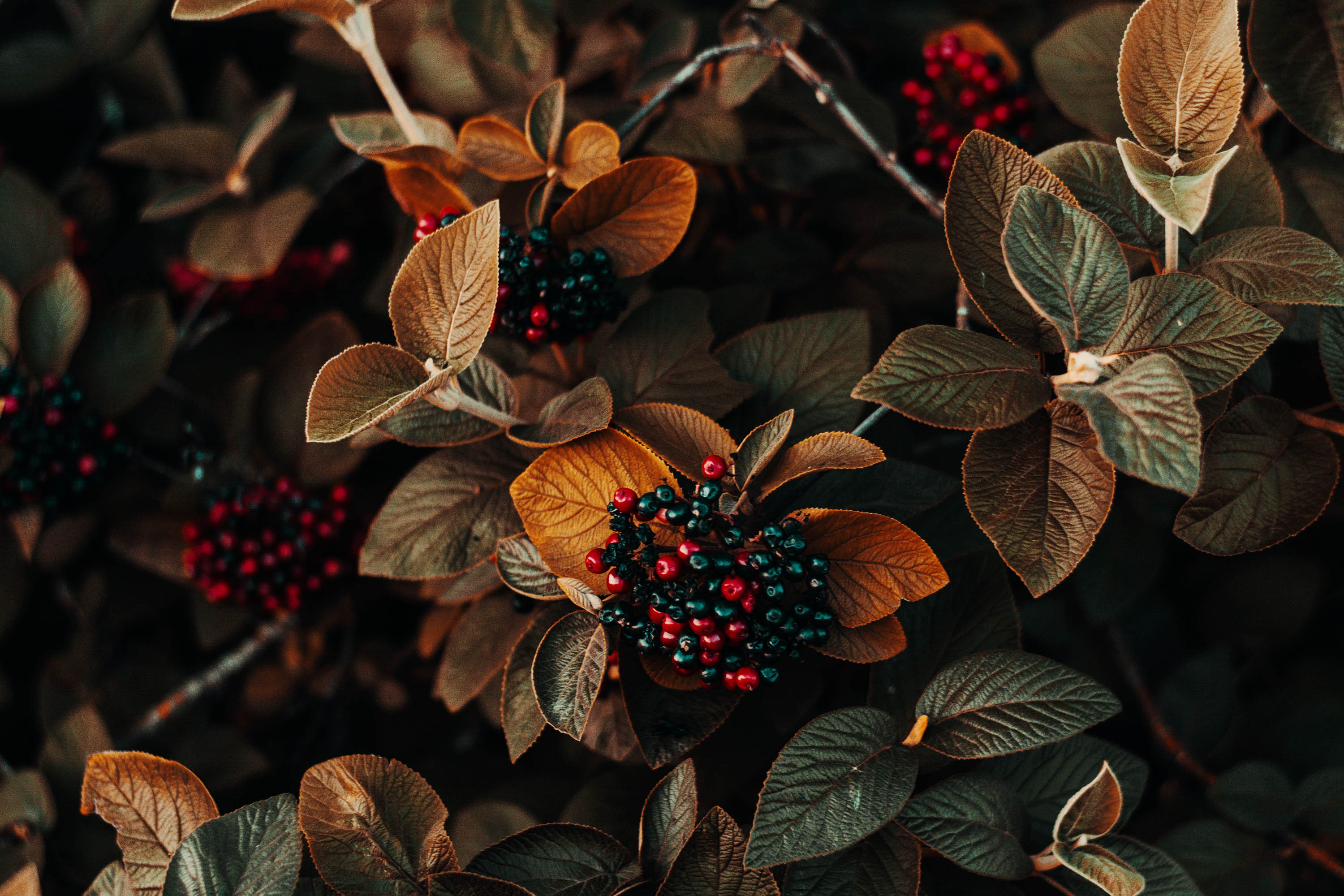 Download Food Berry HD Wallpaper