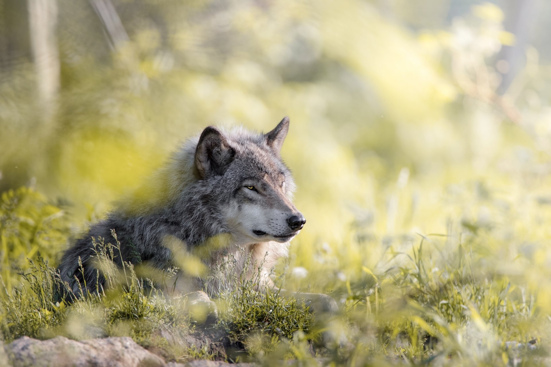 Majestic Wolf in Lush Wilderness | 4K Ultra HD Wallpaper | 5923x3946 ...