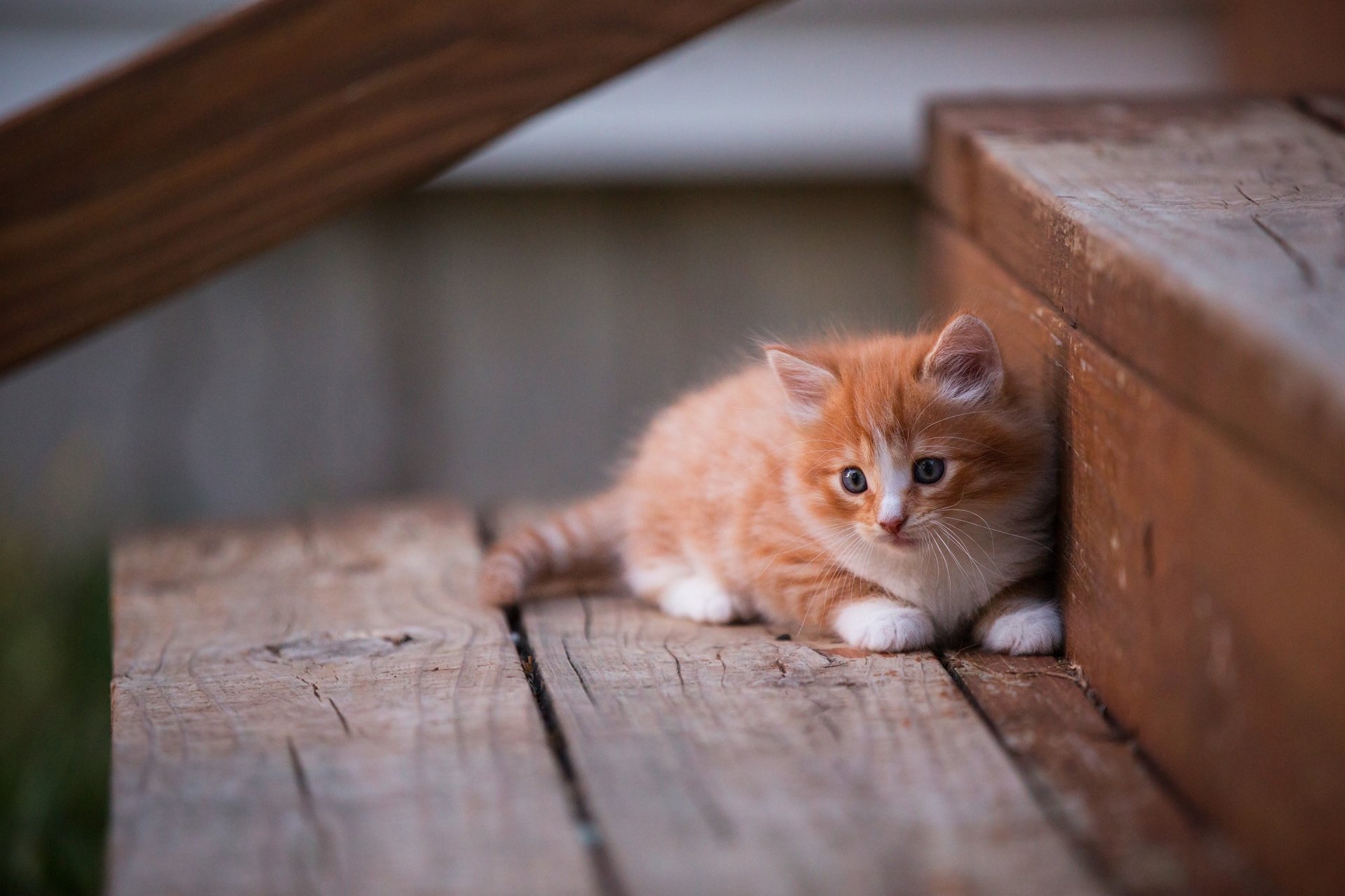 Ginger and White Kitten Lying on Stairs