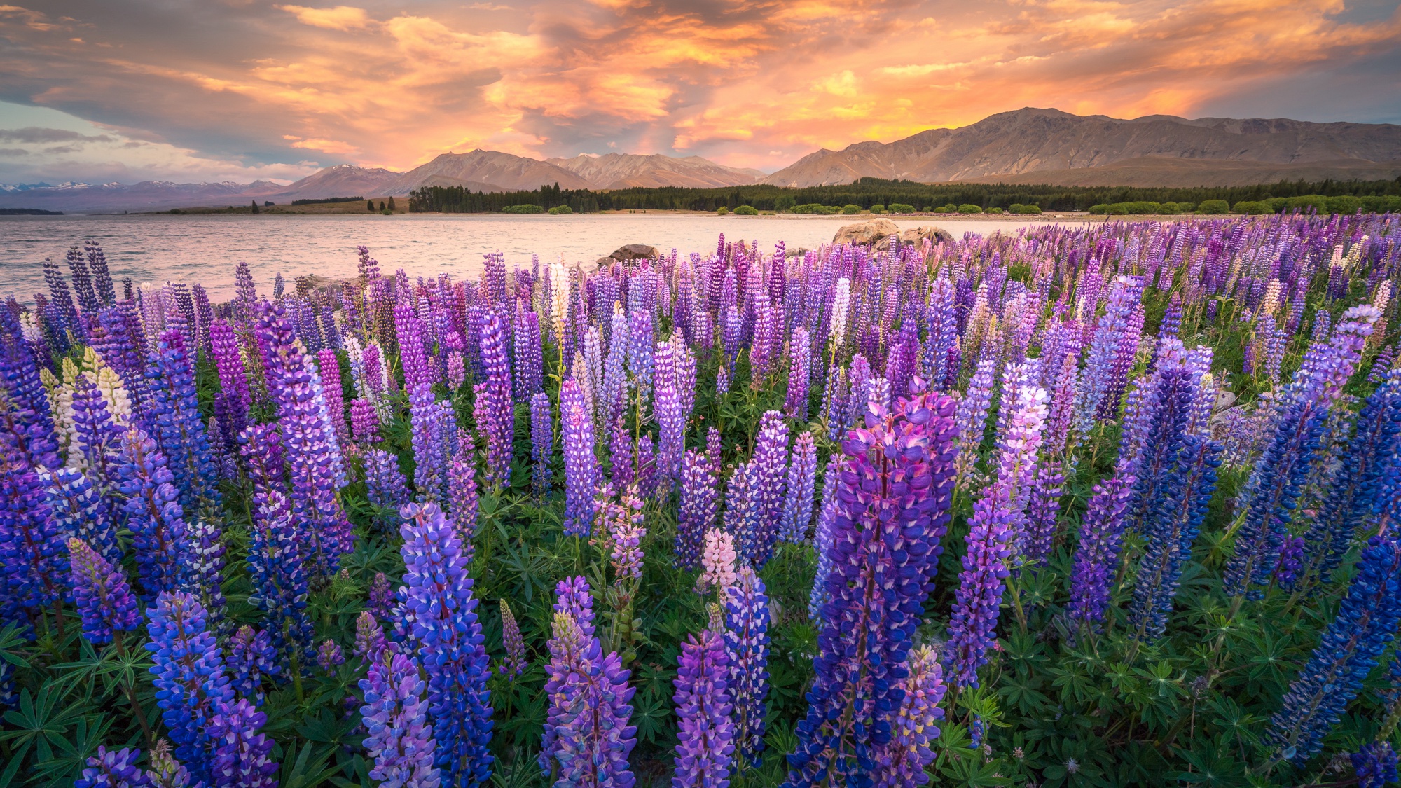 Download Purple Flower Nature Lupine HD Wallpaper