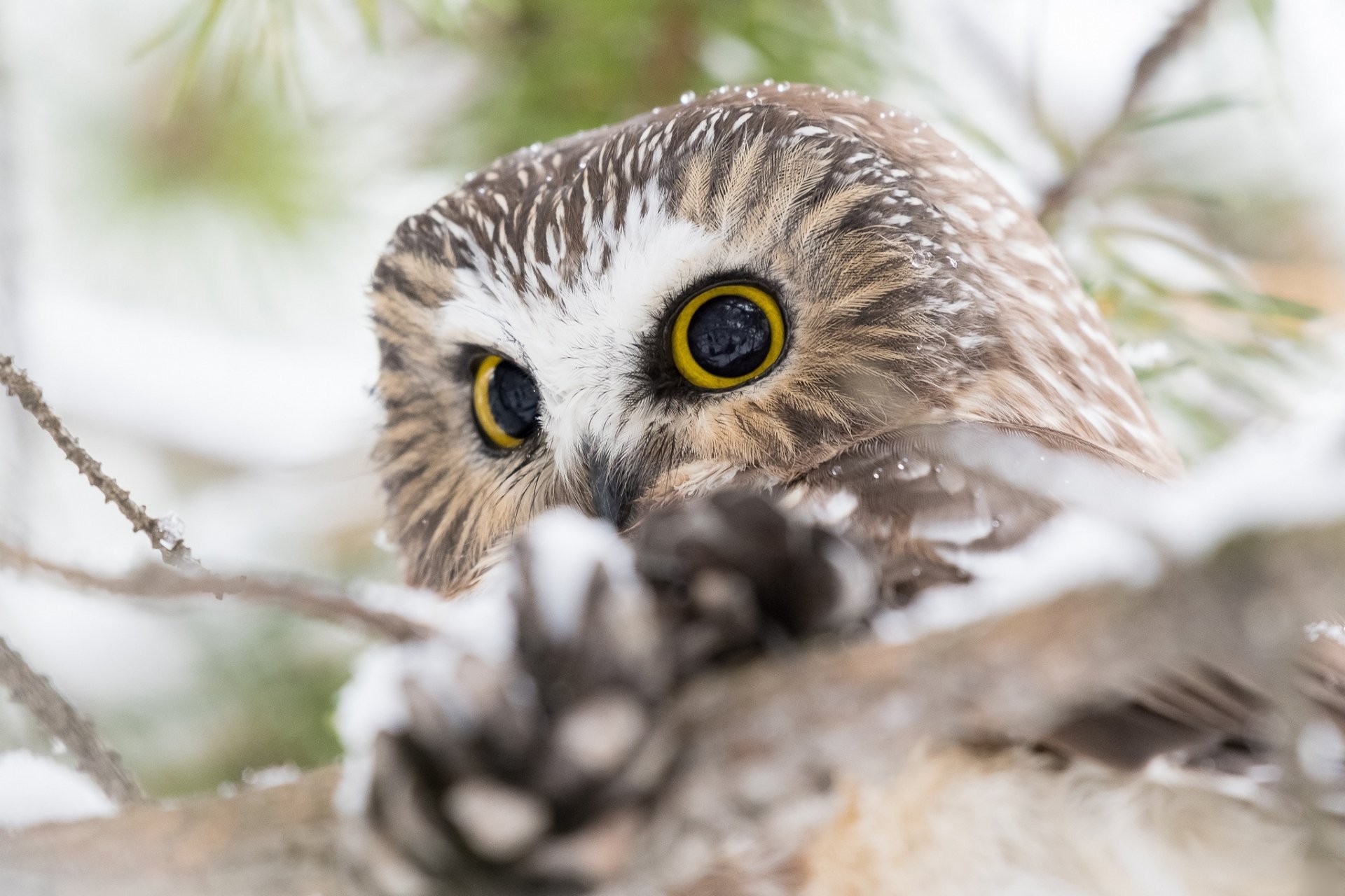 HD PC desktop wallpaper of a wide-eyed owl (bird, Animal) peeking through snow-dusted branches and a pine cone.
