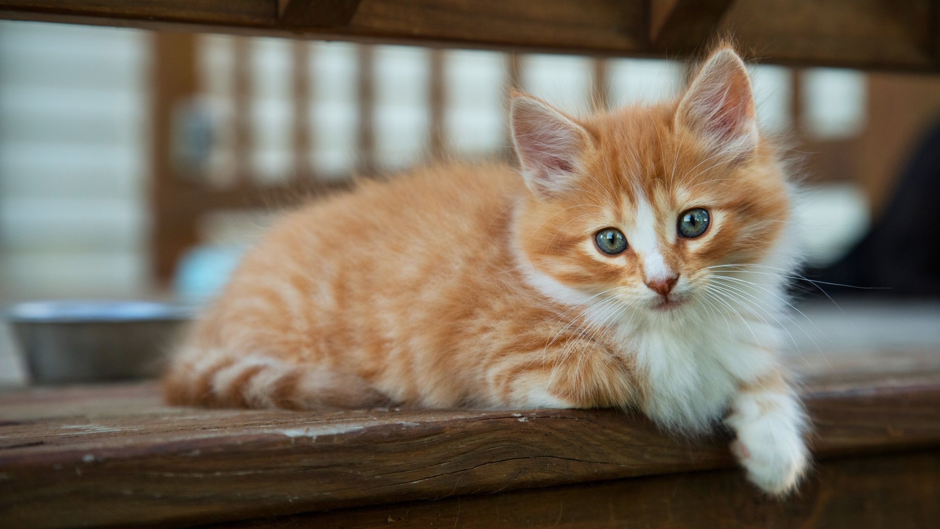 A close-up 4K Ultra HD image of an orange and white cat staring intently while lying on a wooden surface, captured with sharp detail and vibrant colors.