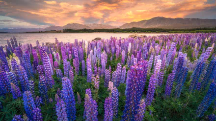 purple flower nature lupine HD Desktop Wallpaper | Background Image