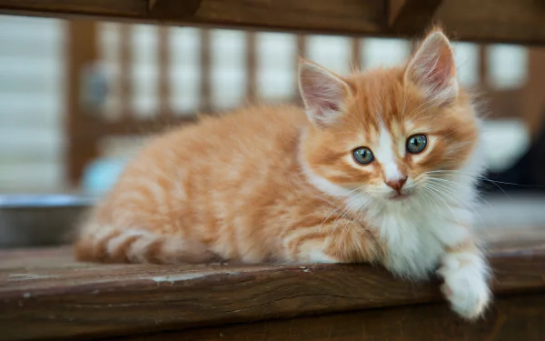 A close-up 4K Ultra HD image of an orange and white cat staring intently while lying on a wooden surface, captured with sharp detail and vibrant colors.
