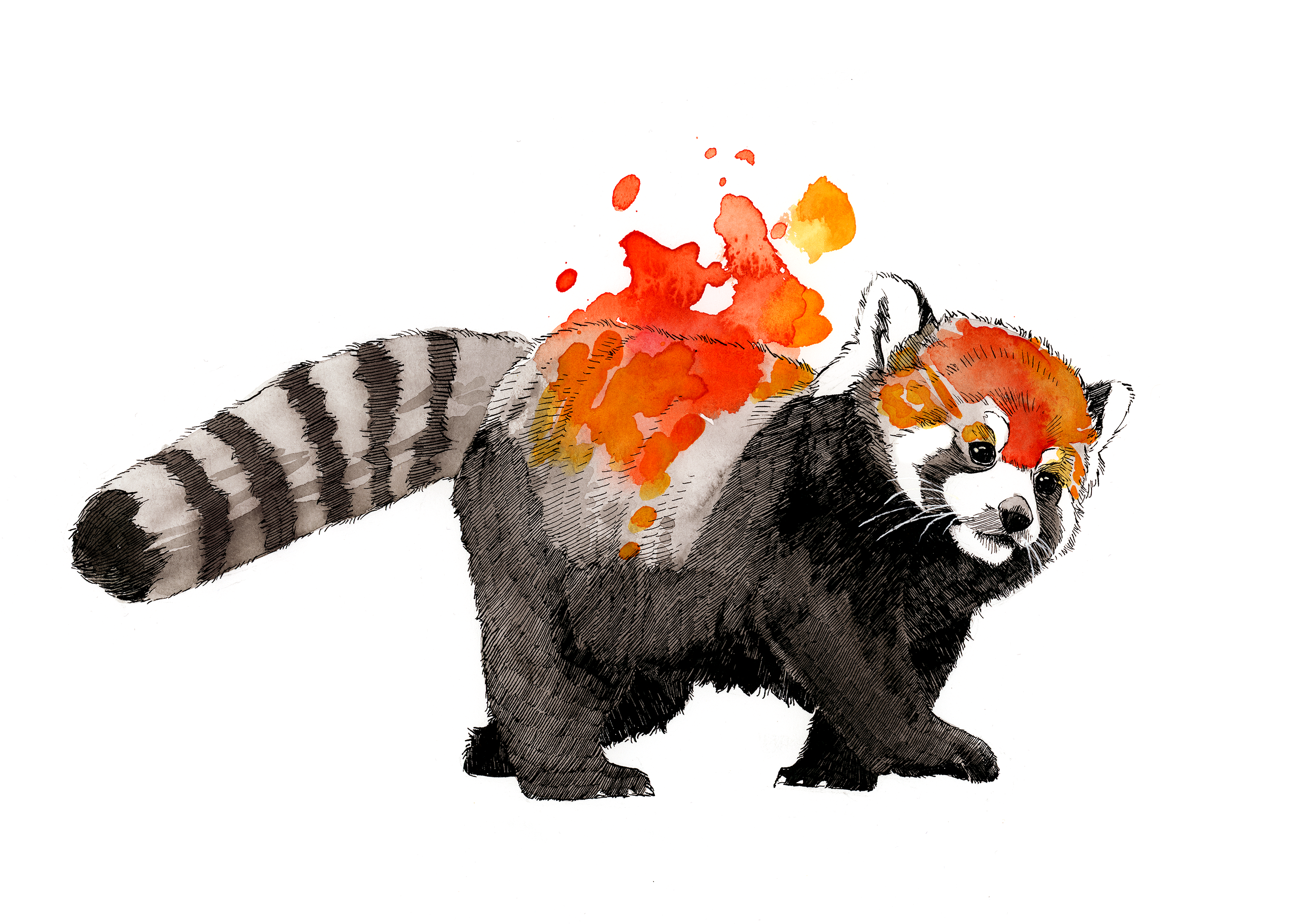 Red Panda Images – Browse 182,411 Stock Photos, Vectors, and Video | Adobe  Stock