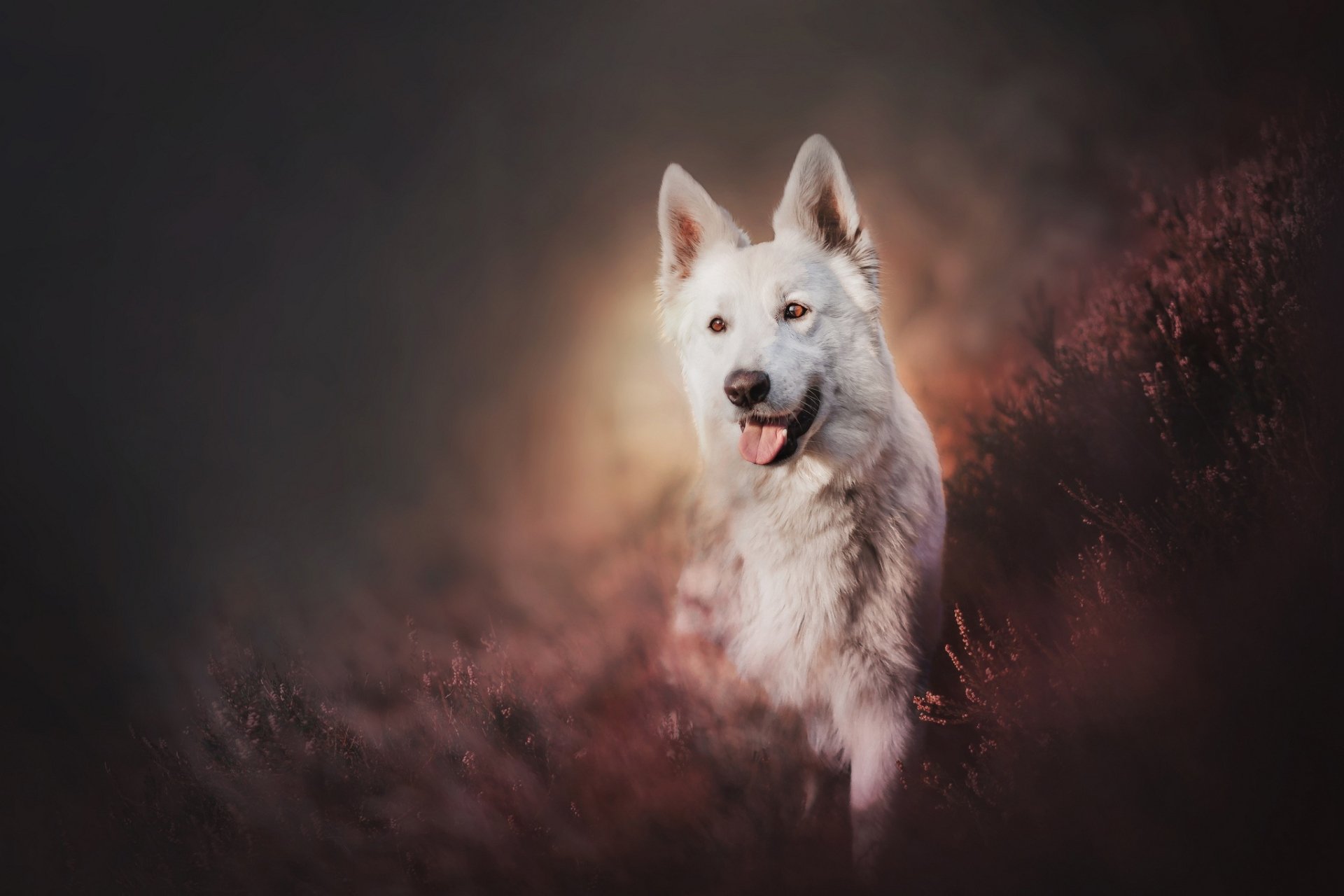 HD PC desktop wallpaper: a white Swiss Shepherd dog (animal) in soft-focus purple-brown meadow, tongue out and bathed in a warm backlit glow.
