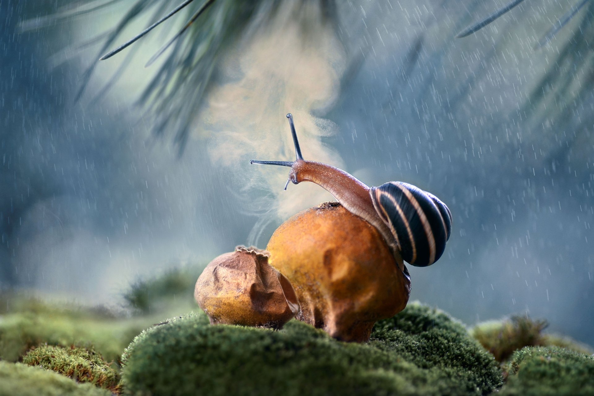 Download Moss Rain Macro Animal Snail 4k Ultra HD Wallpaper