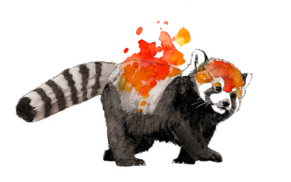 Animal Artistic Watercolor Red Panda HD Wallpaper | Background Image