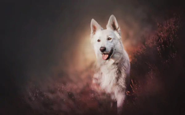 HD PC desktop wallpaper: a white Swiss Shepherd dog (animal) in soft-focus purple-brown meadow, tongue out and bathed in a warm backlit glow.
