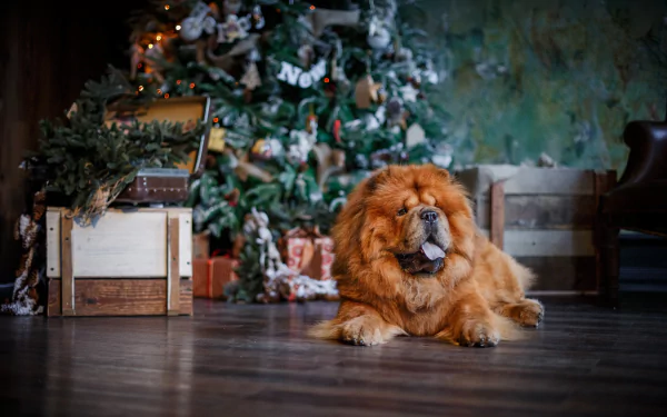 Chow Chow dog (Animal) lounging on hardwood in front of a decorated tree — warm festive scene, 2K Quad HD PC desktop wallpaper/background.