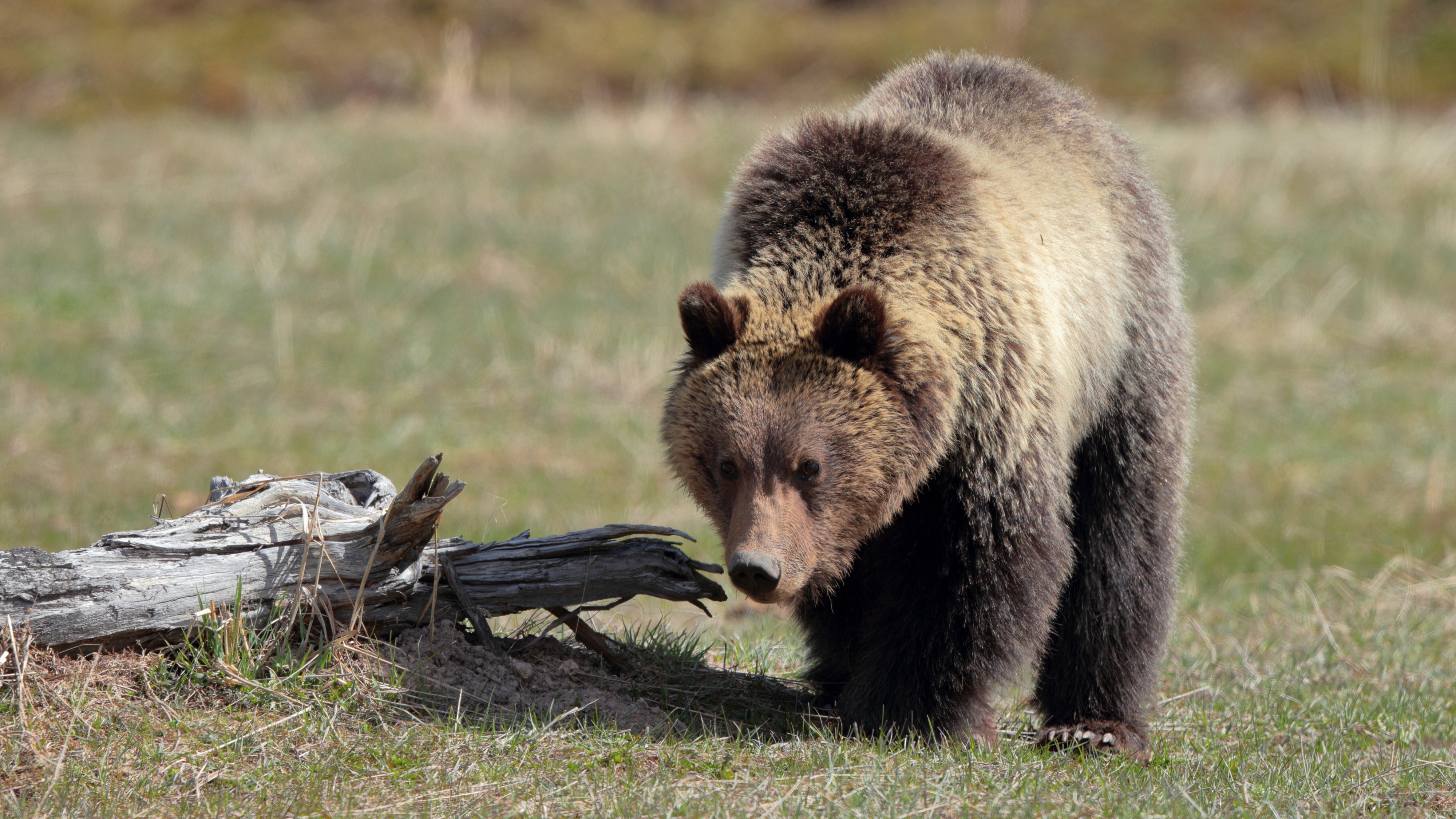 Bear 4k Ultra HD Wallpaper | Background Image | 4000x2250 ...