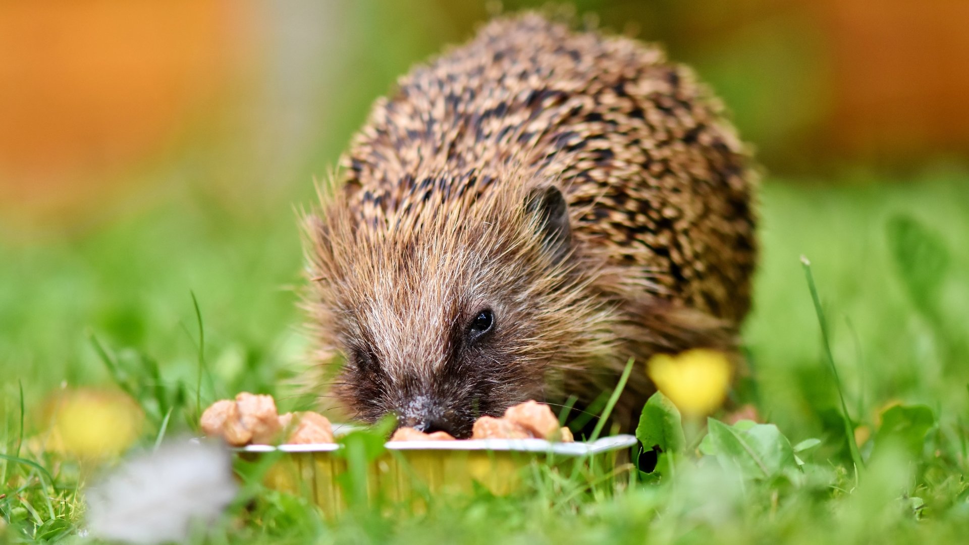 A close-up 4K Ultra HD image of a hedgehog eating from a bowl, set against a vibrant green grassy background.