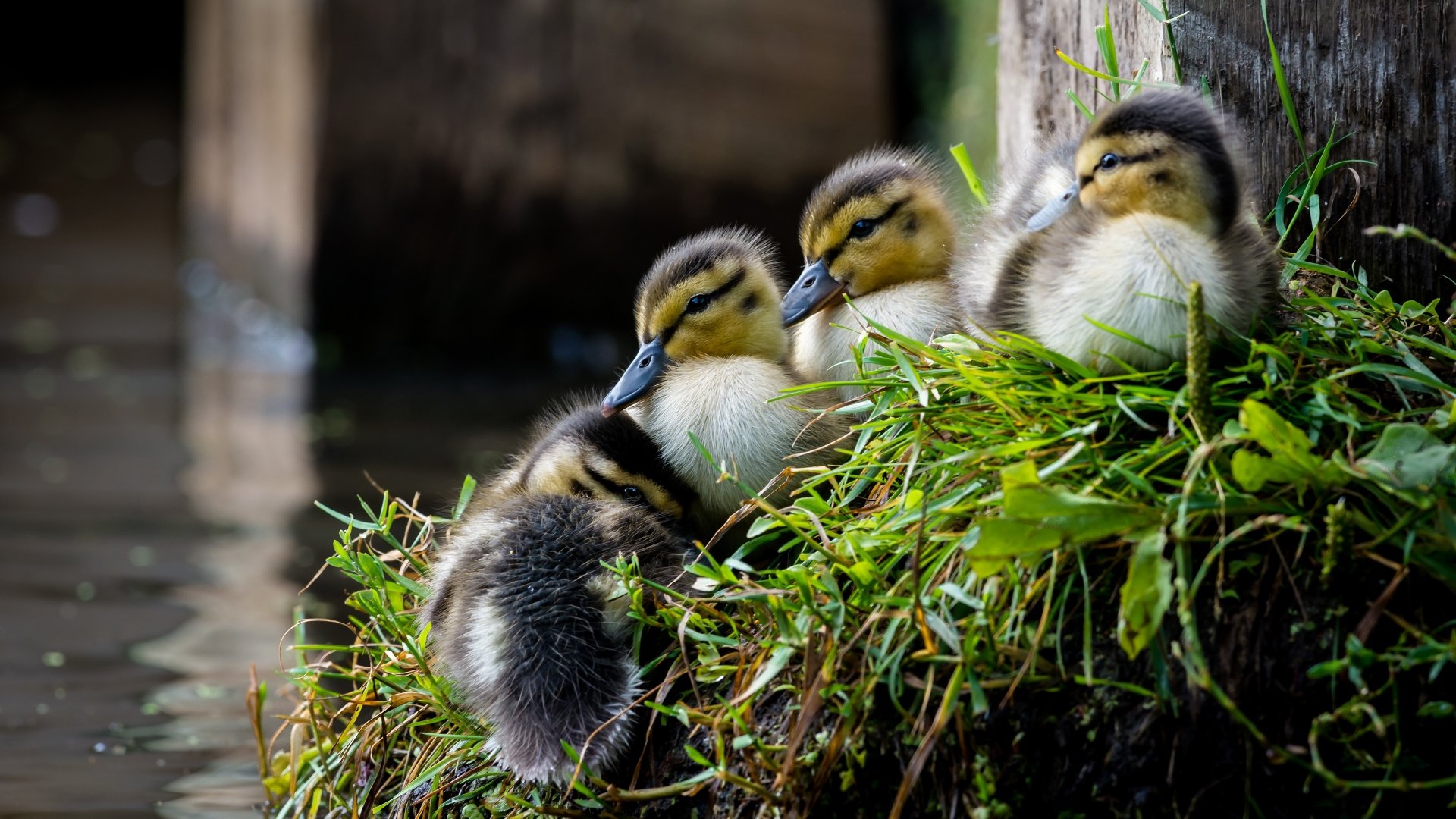 A close-up 4K Ultra HD PC desktop wallpaper of four baby ducklings resting on green grass near water, showcasing their soft feathers and bright eyes.