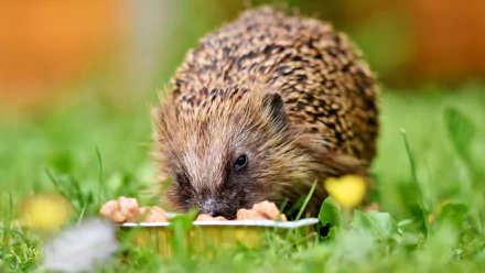 A close-up 4K Ultra HD image of a hedgehog eating from a bowl, set against a vibrant green grassy background.