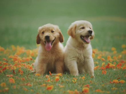 5K Ultra HD PC desktop wallpaper and background of two golden retriever puppies sitting in a field of orange flowers, tongues out and happy.