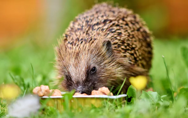 A close-up 4K Ultra HD image of a hedgehog eating from a bowl, set against a vibrant green grassy background.
