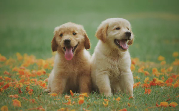5K Ultra HD PC desktop wallpaper and background of two golden retriever puppies sitting in a field of orange flowers, tongues out and happy.