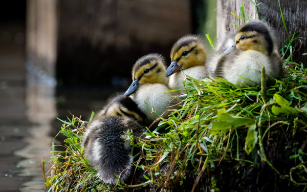 duckling baby animal bird Animal duck HD Desktop Wallpaper | Background Image