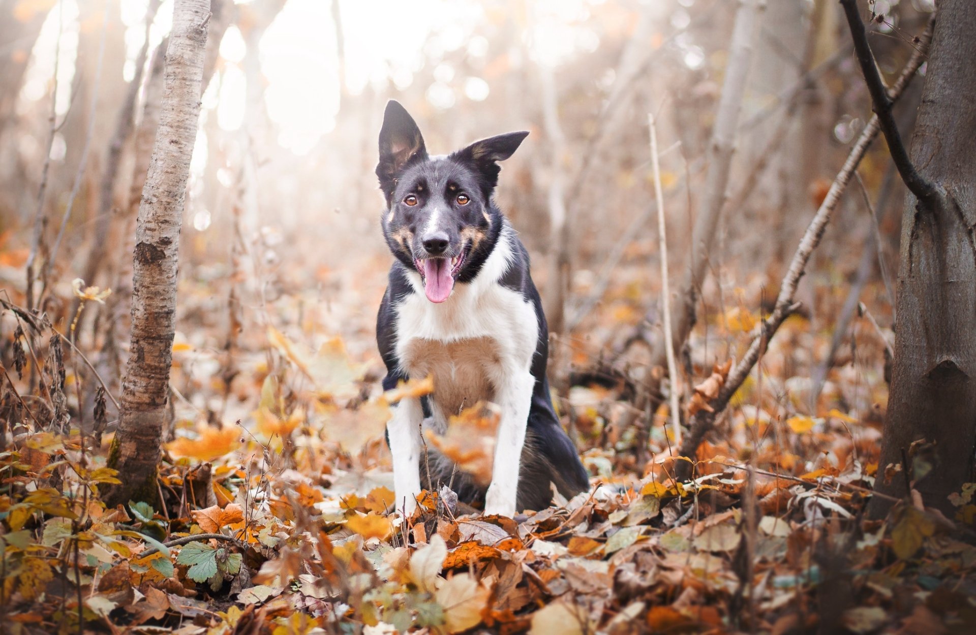 Download Fall Animal Dog HD Wallpaper