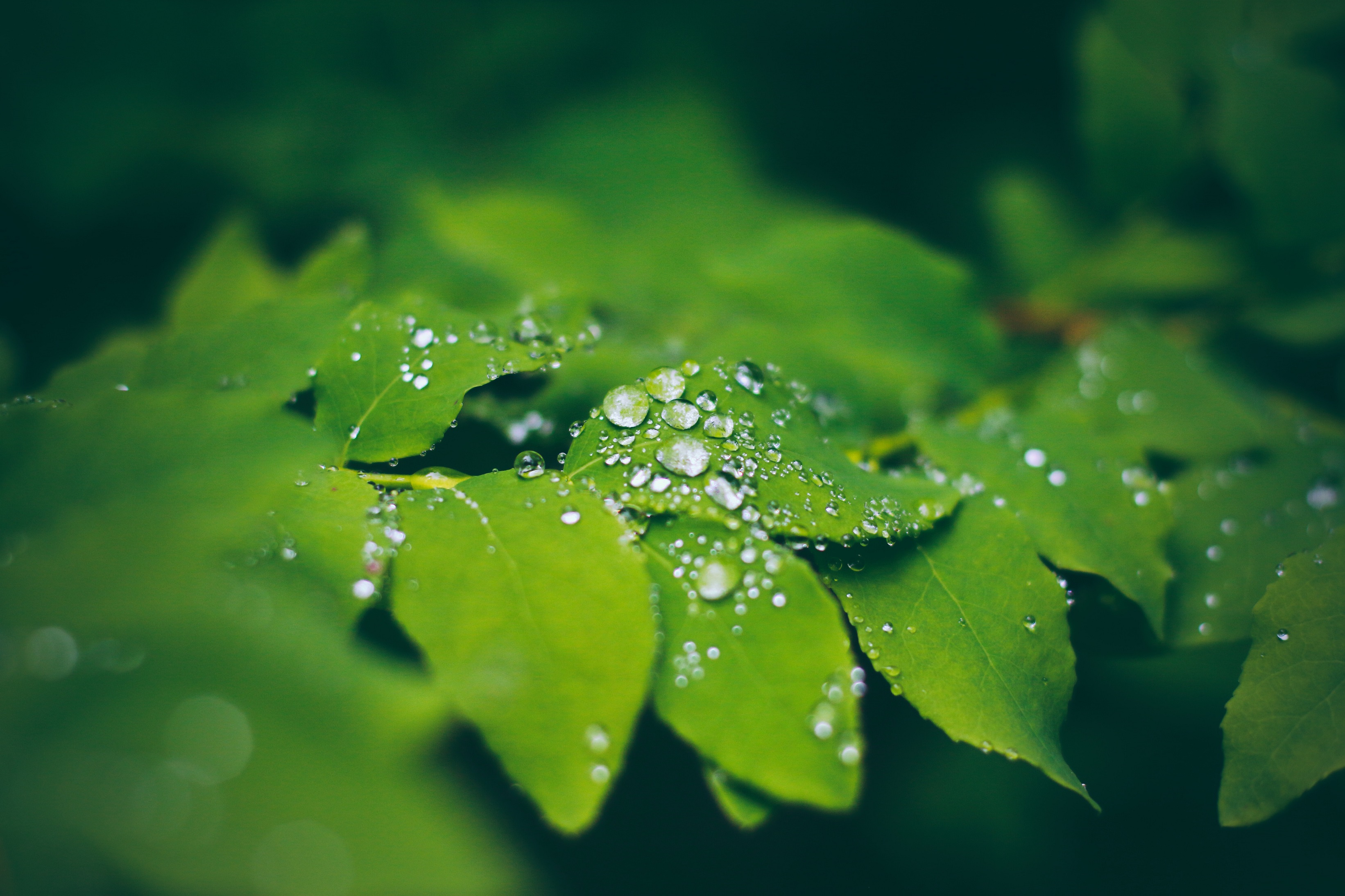 Water droplets gather on leaves in the Alaskan rainforest, Ketchikan HD ...