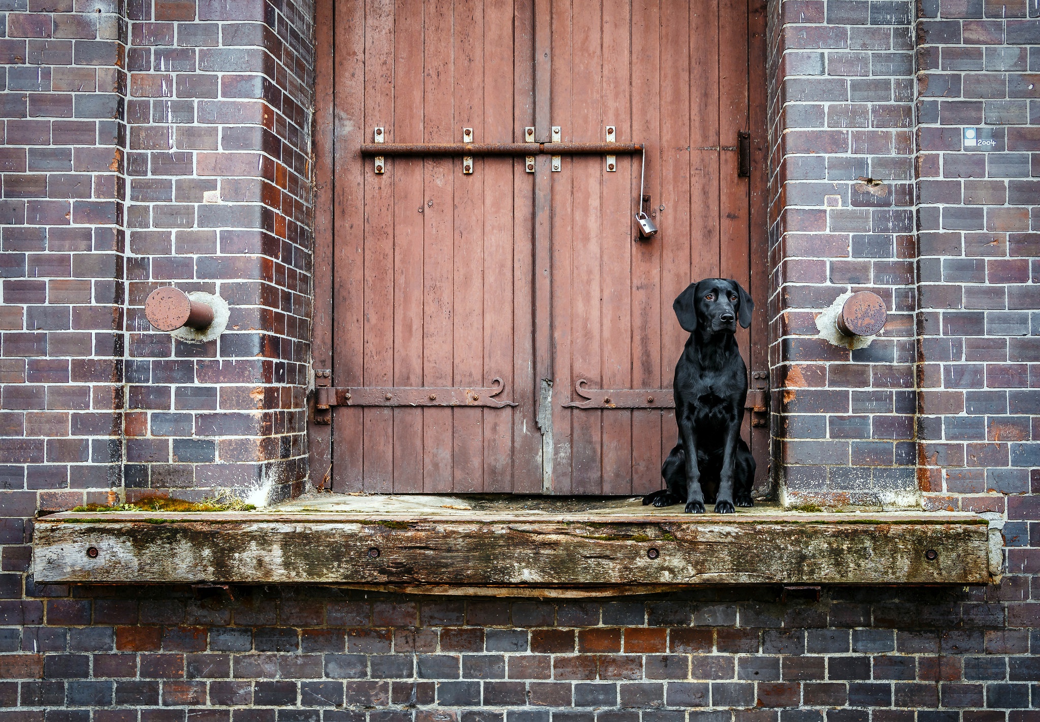 Animal Labrador HD Wallpaper