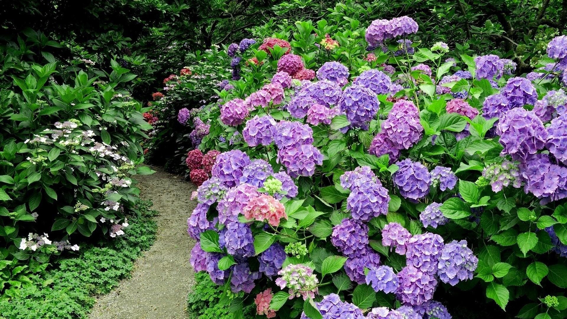 Download Purple Flower Flower Nature Hydrangea HD Wallpaper