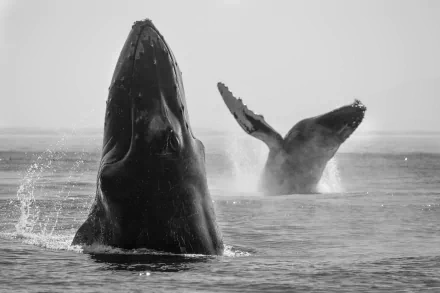 humpback whale Black & White sea life Animal whale HD Desktop Wallpaper | Background Image